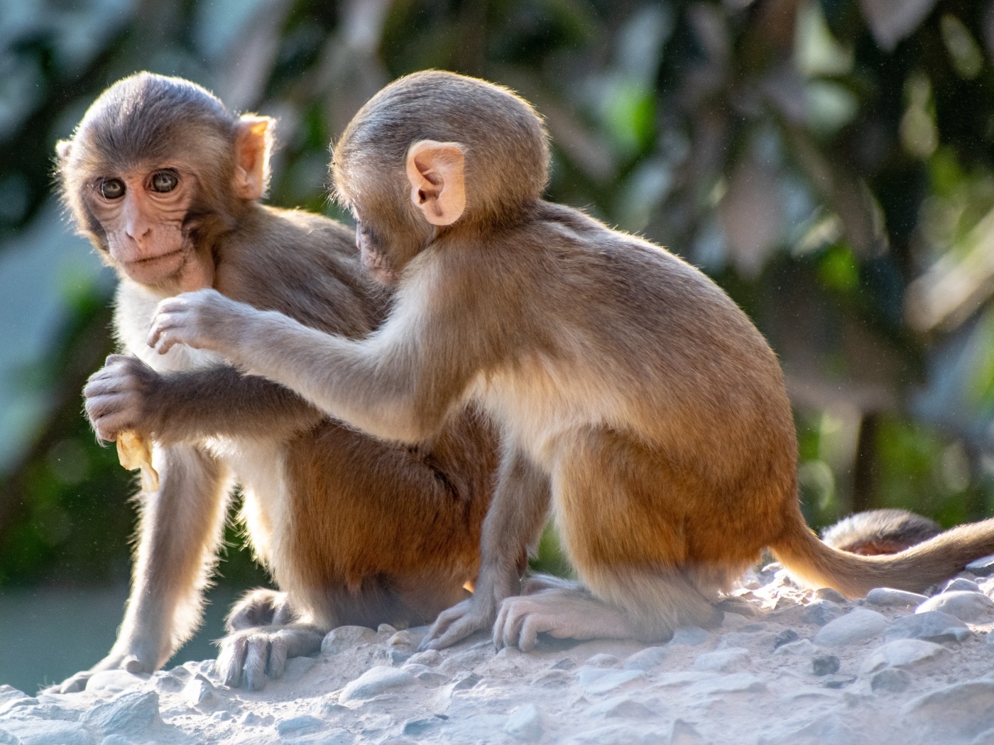 Две маленькие обезьяны сидят на камне