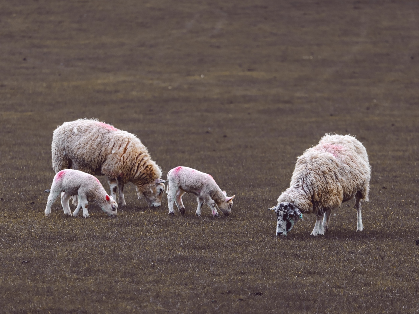 Стадо овец пасется на поле