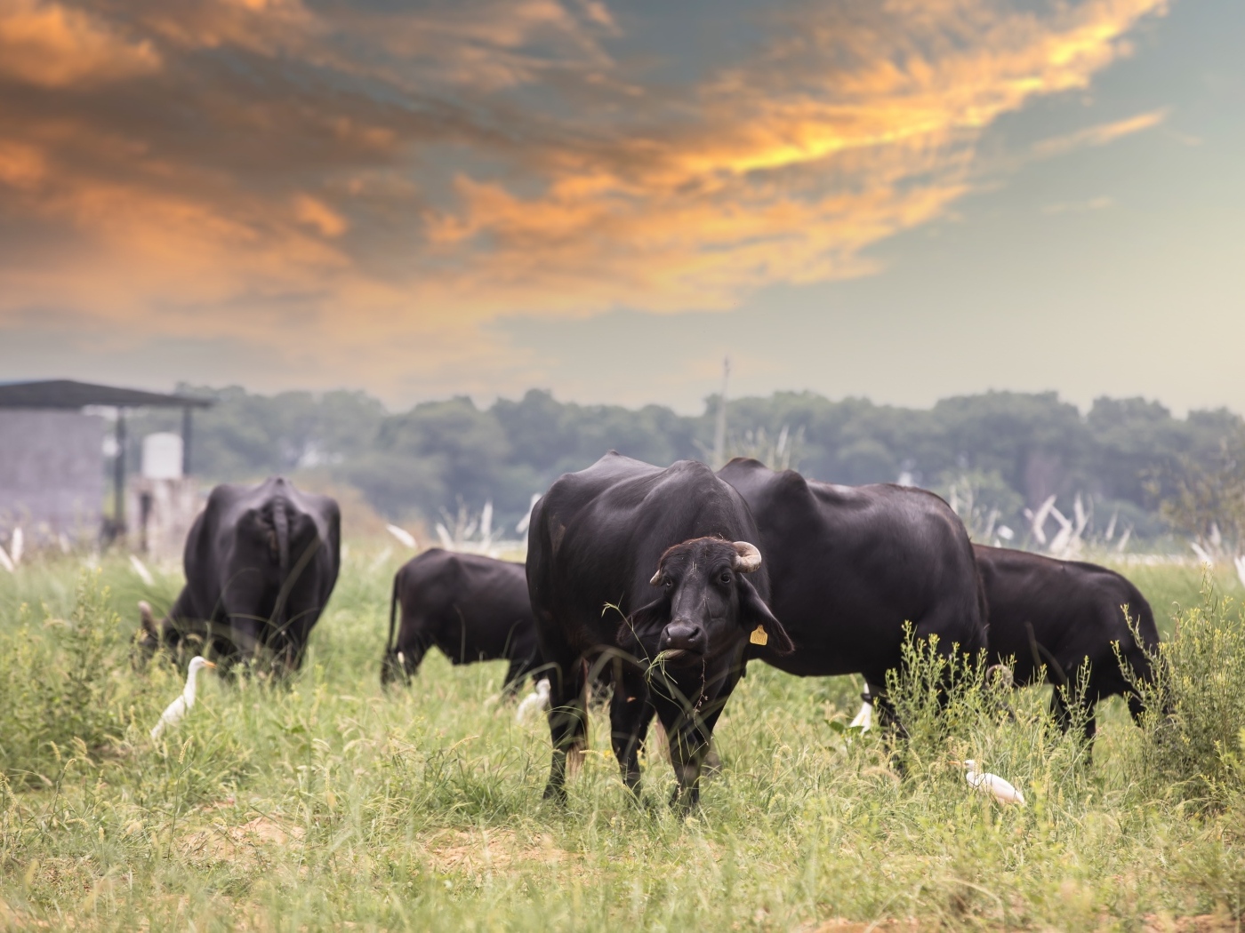 Большие черные быки на фоне неба