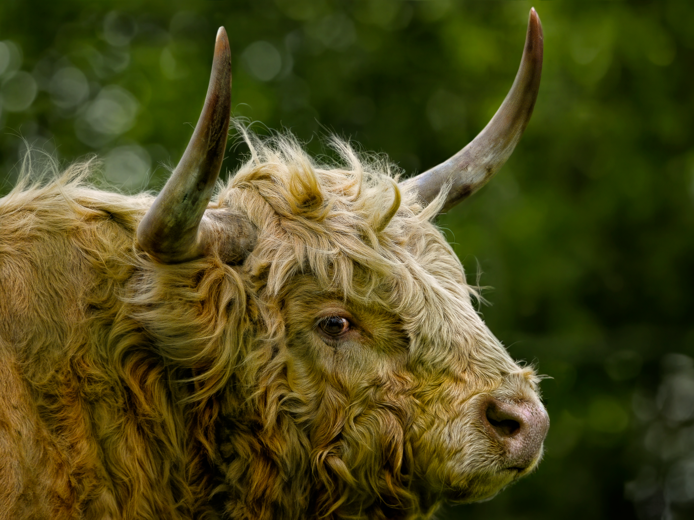 Большой лохматый бык с большими рогами