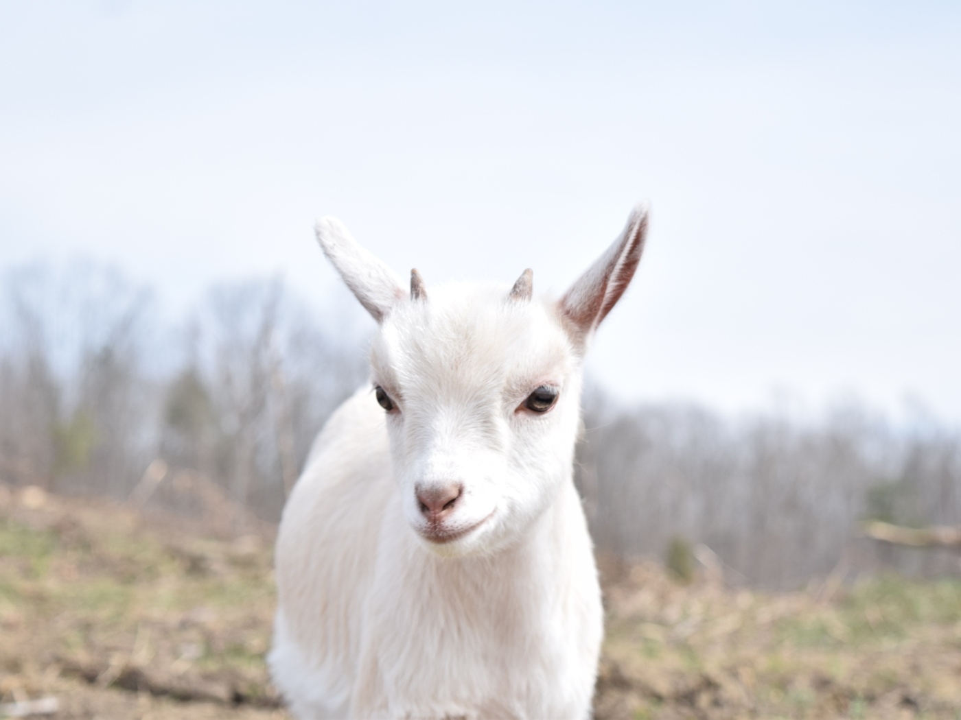 Белый домашний козленок с маленькими рожками