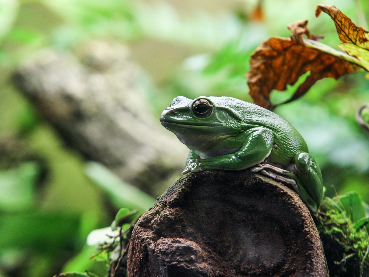 Большая зеленая лягушка сидит на камне