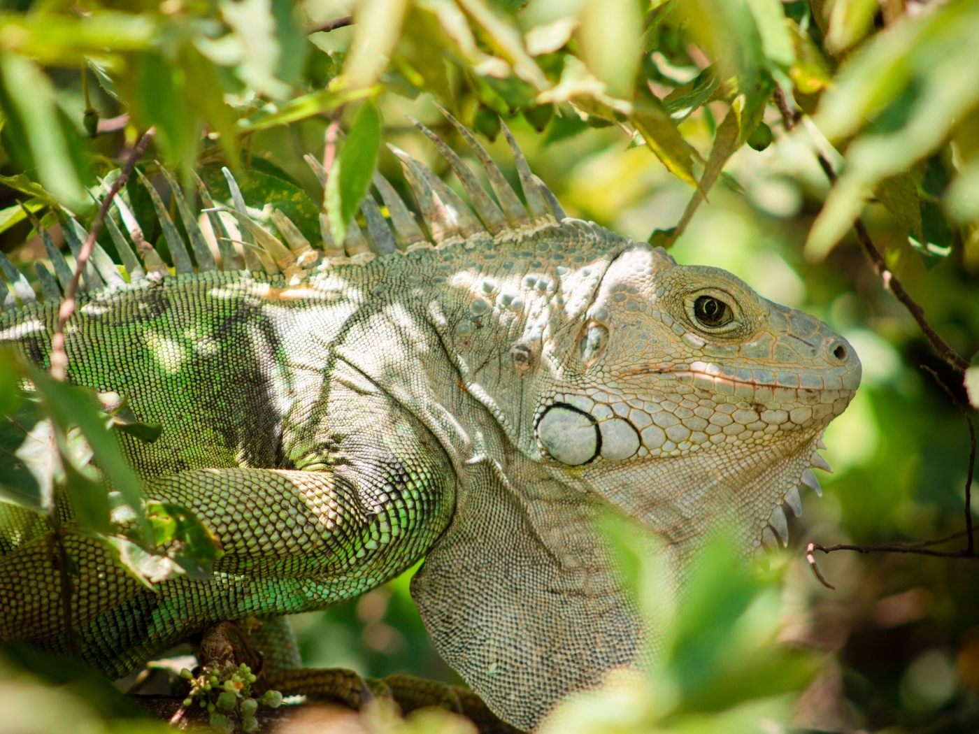 Большая зеленая игуана сидит в ветках дерева