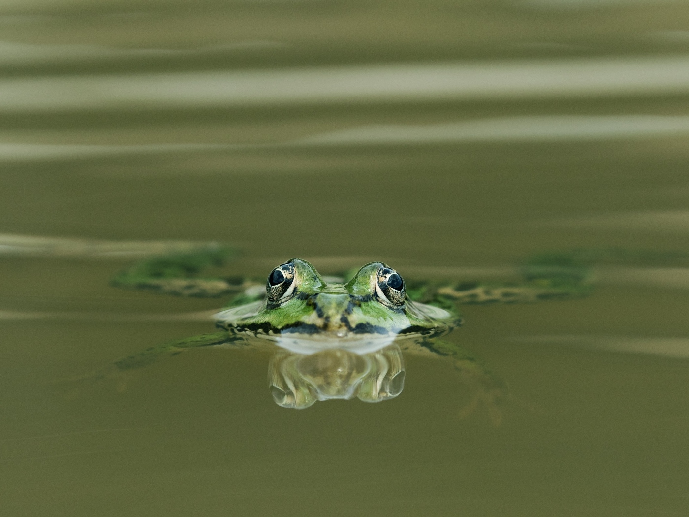 Зеленая лягушка прячется в воде