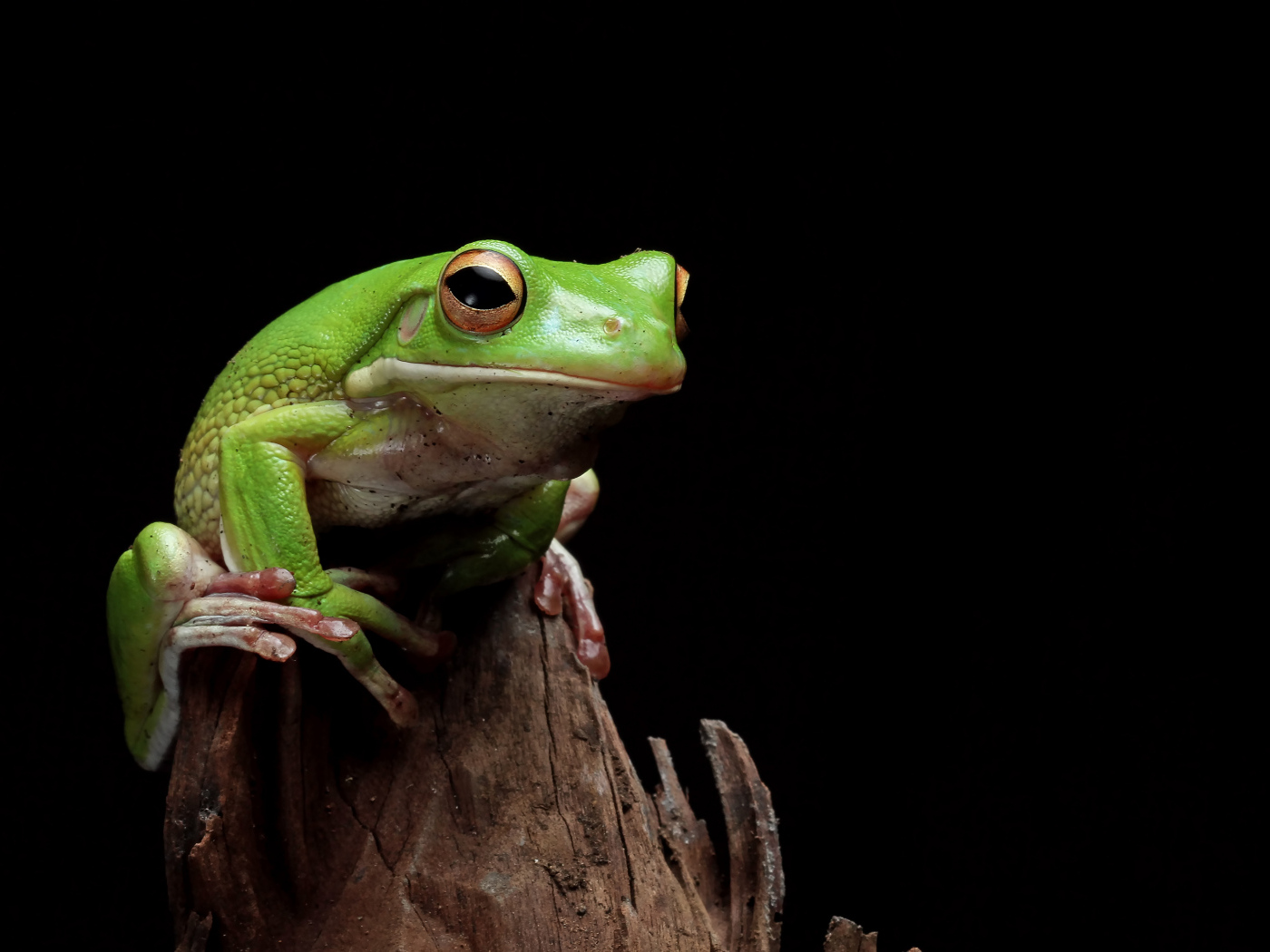Зеленая лягушка сидит на сухой ветке 