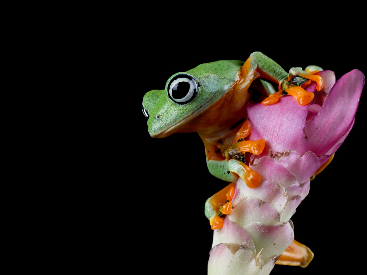 Зеленая лягушка сидит на розовом цветке на черном фоне