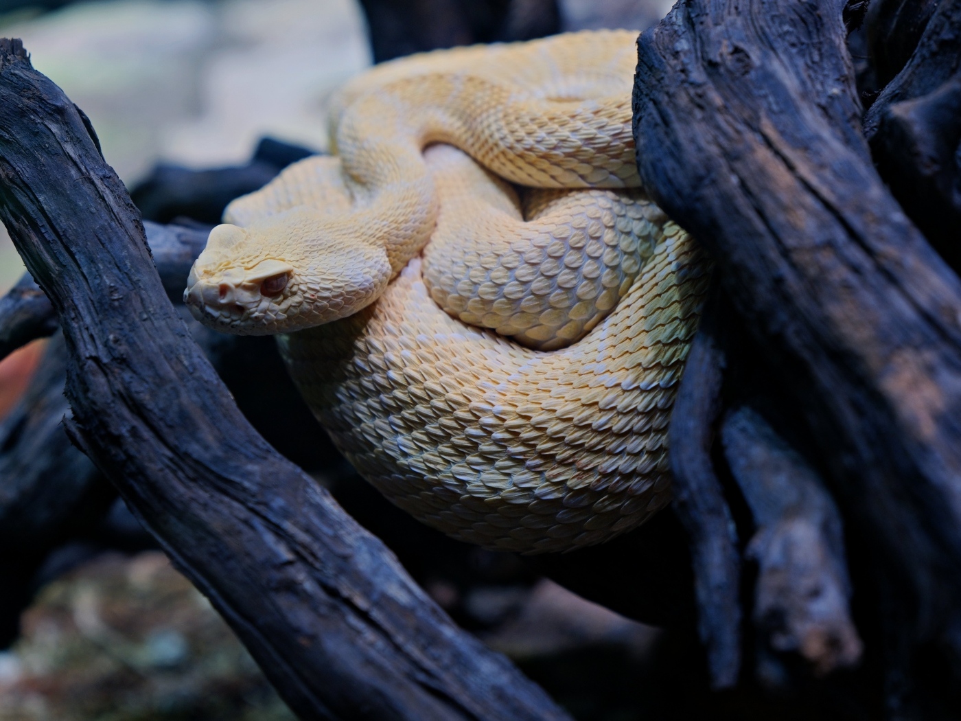 Большая западная гремучая змея в ветках