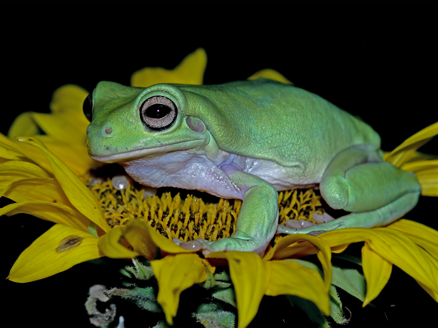 Большая зеленая лягушка на желтом цветке подсолнуха