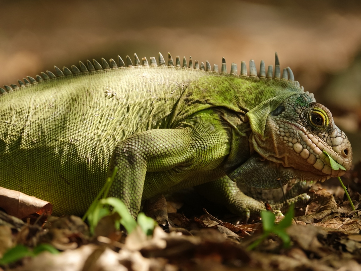 Большая зеленая игуана на сухой листве
