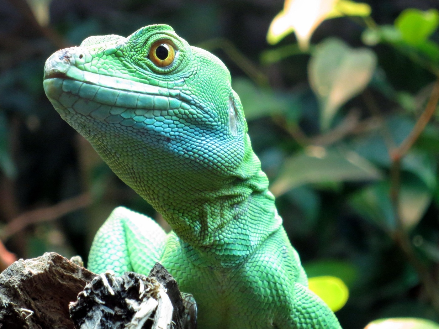 Большая зеленая ящерица в террариуме