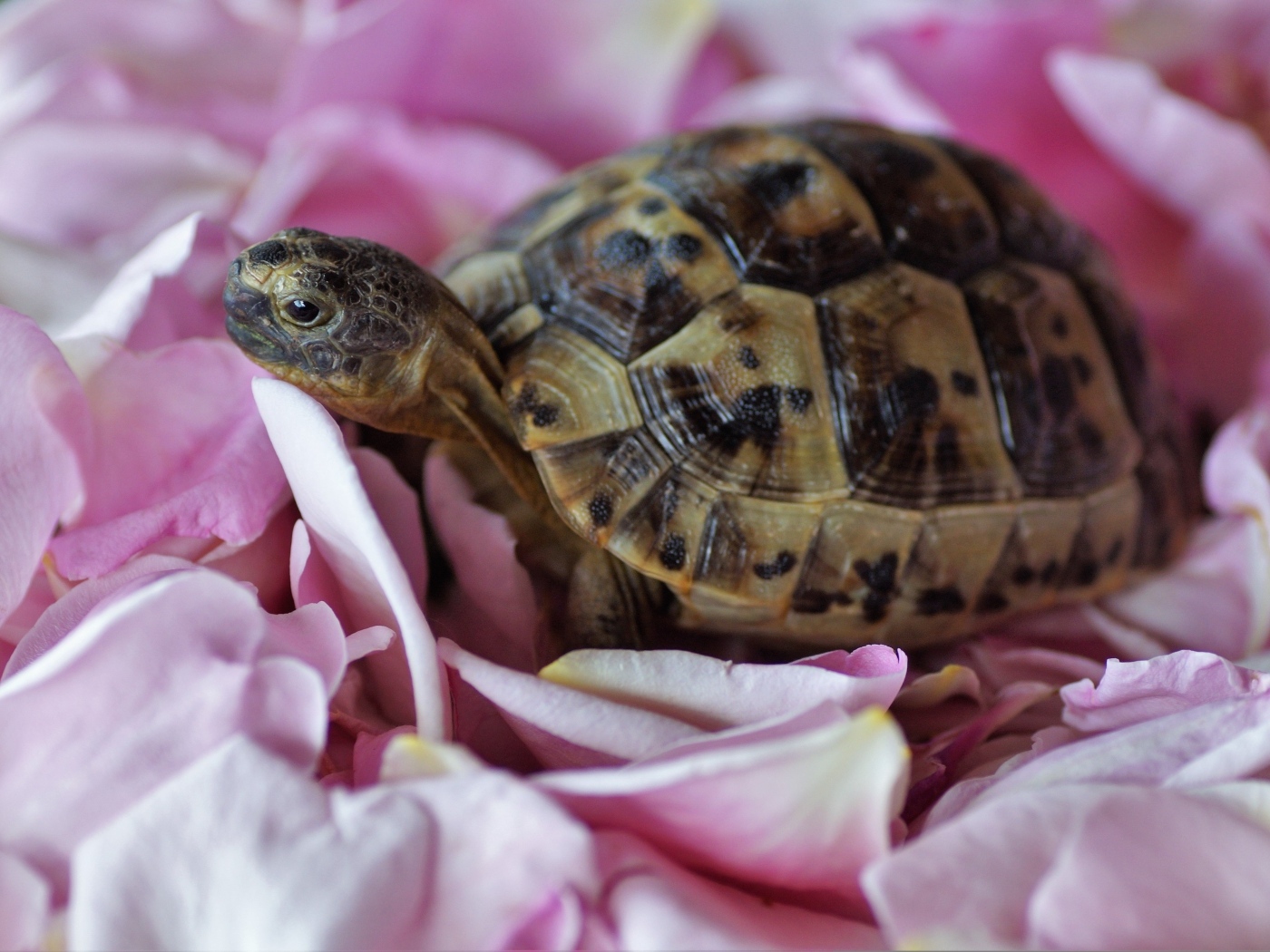 Черепаха с розовыми лепестками розы