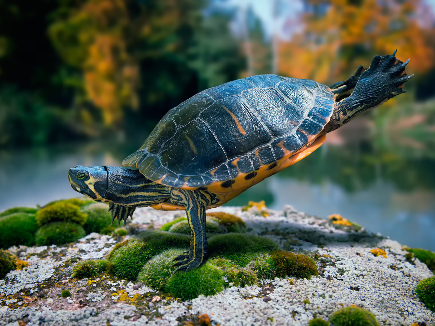 Желтоухая черепаха плавает в воде