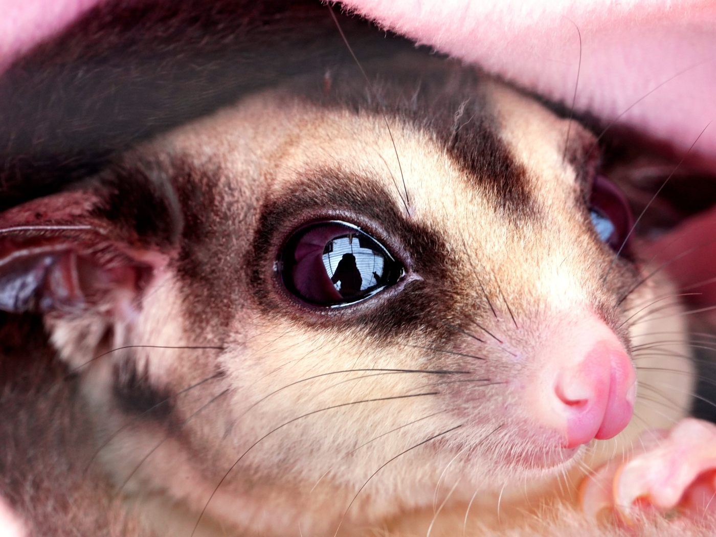 Милый грызун с грустными глазами