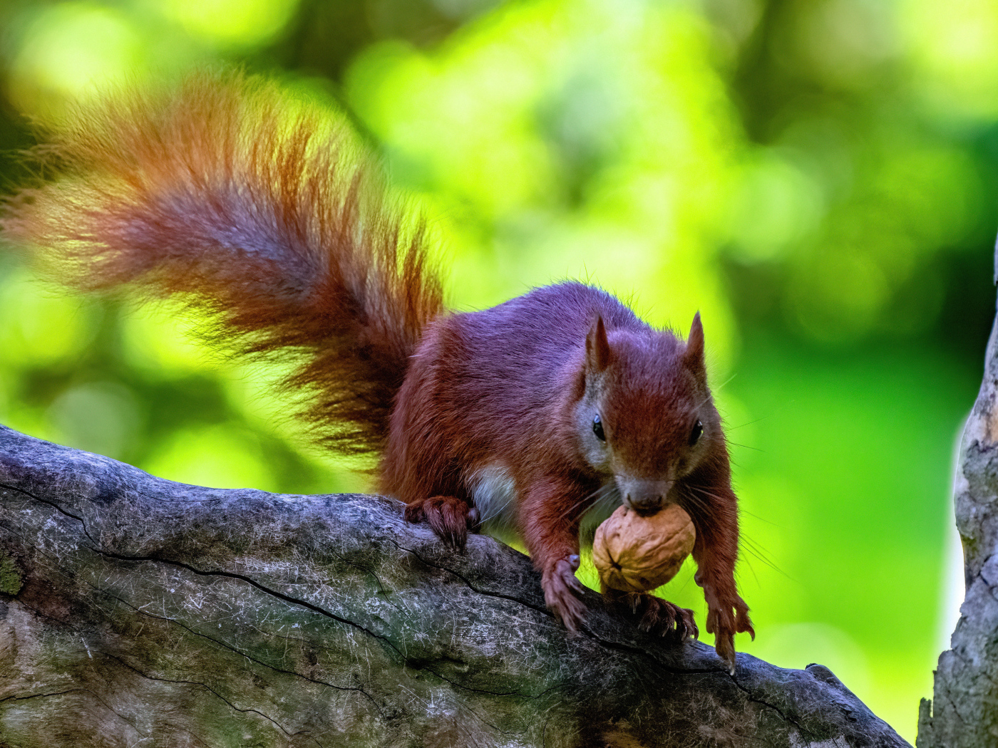 Пушистая рыжая белка с грецким орехом на ветке