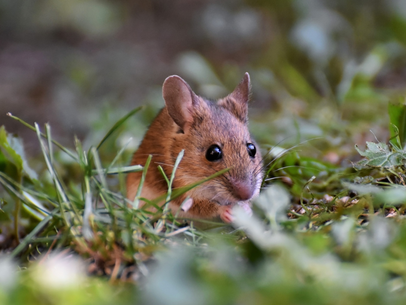 Маленькая мышь полевка сидит в траве