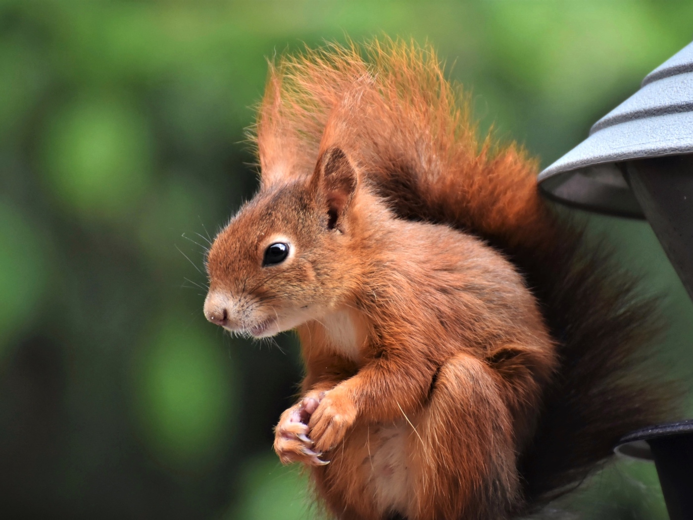 Рыжая белка с пушистым хвостом у кормушки