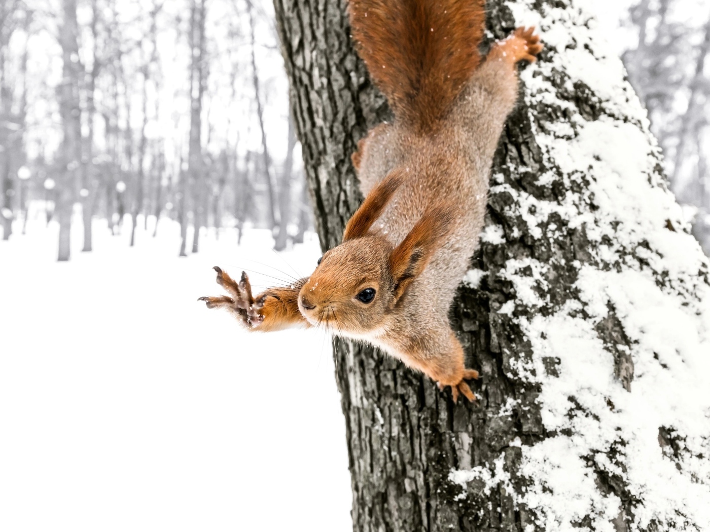 Белка на заснеженном дереве в лесу