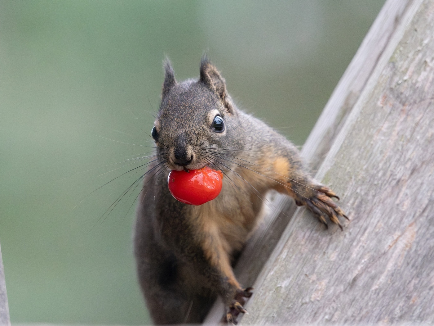 Белка с красной ягодой в зубах