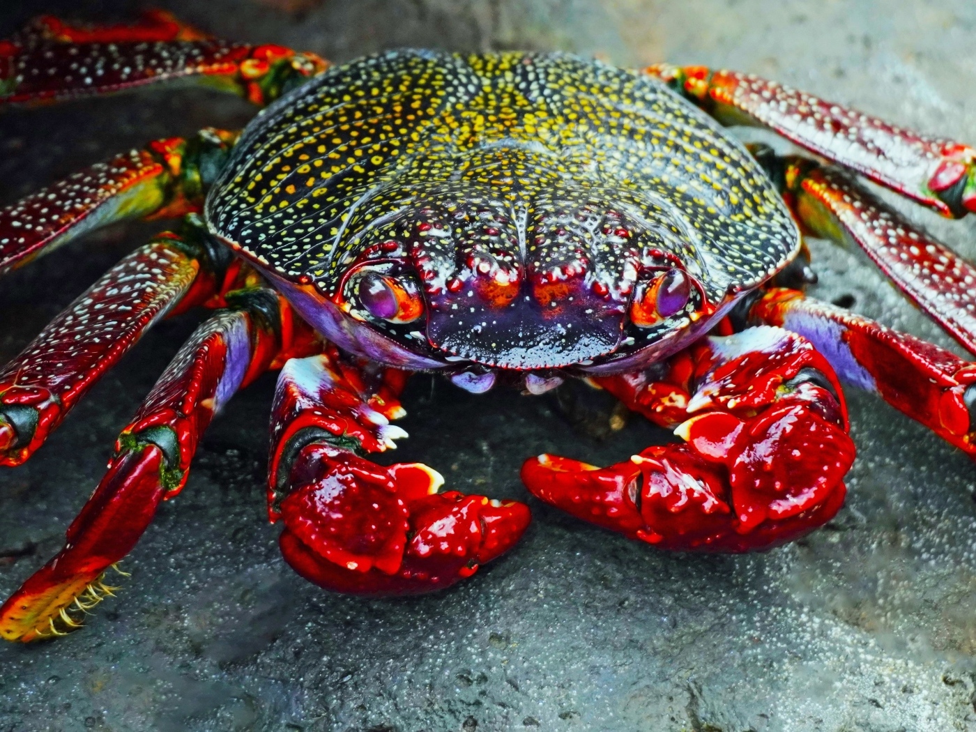 Большой краб с красными щупальцами