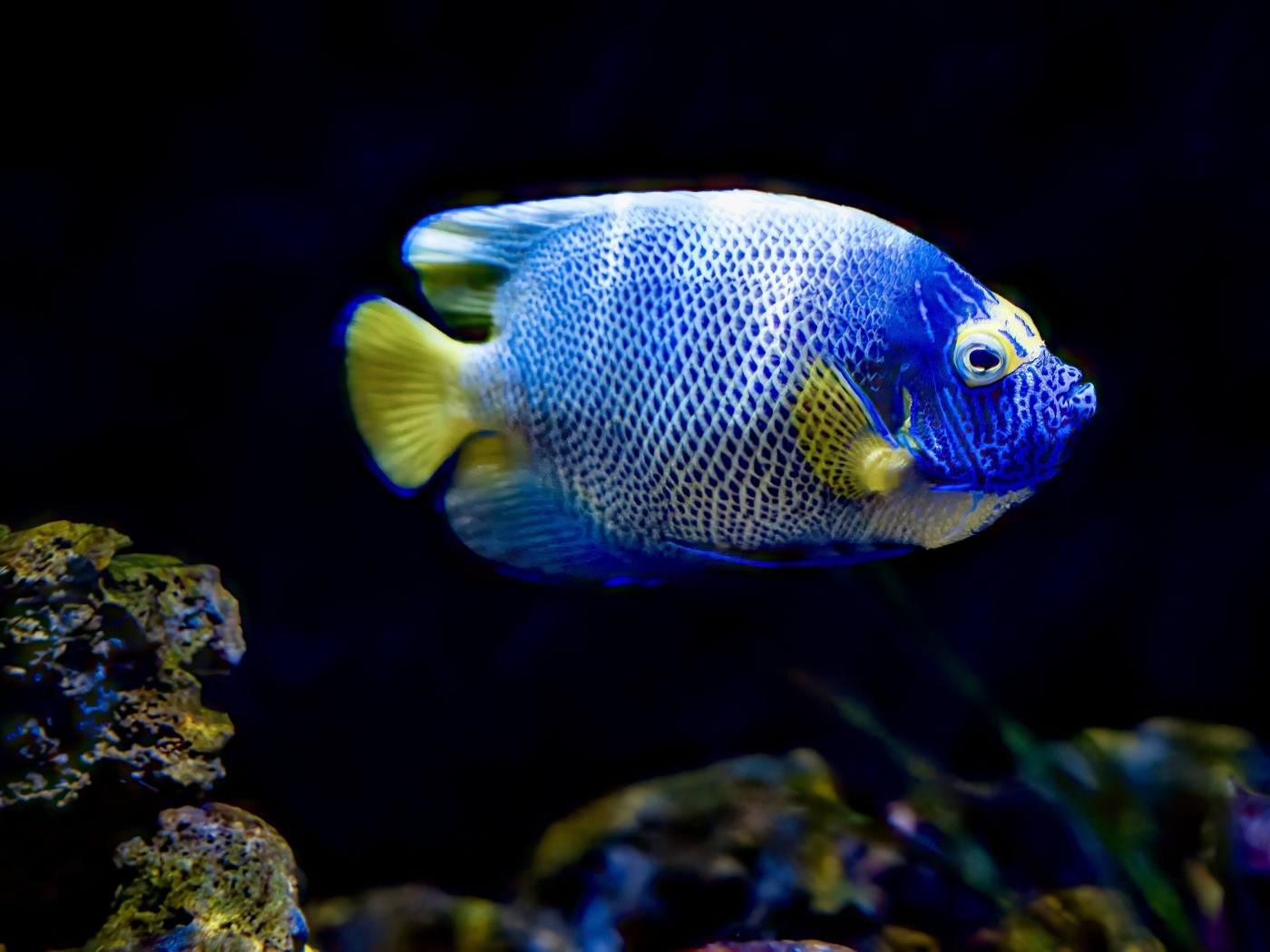 Рыба голуболицый ангел в воде