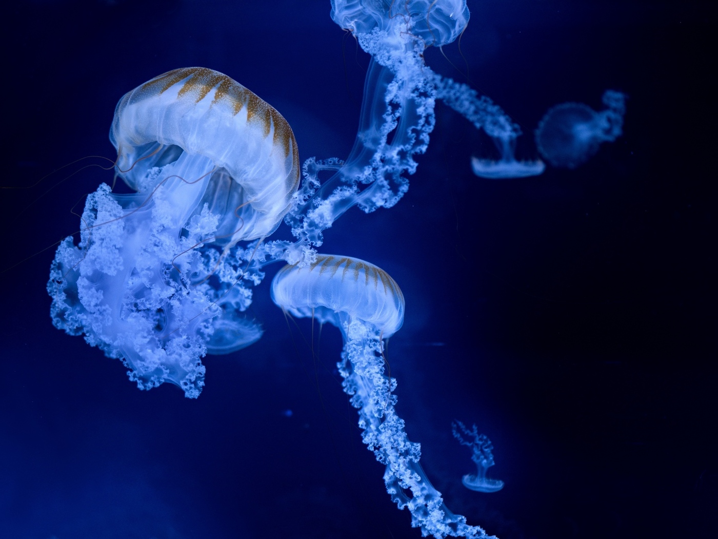 Голубые медузы на синем фоне