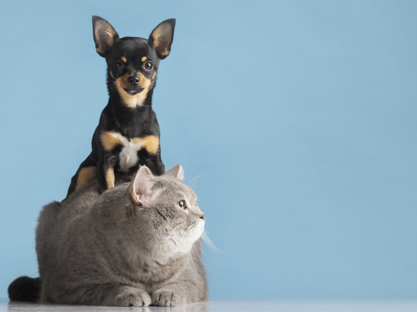 Большой серый кот с собакой на голубом фоне