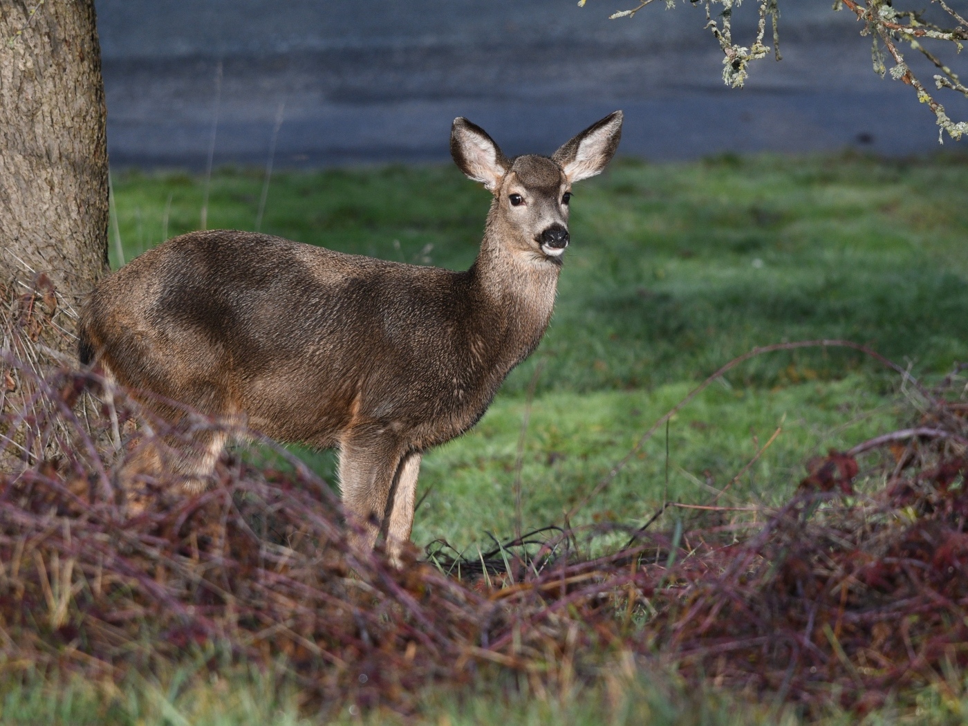 Олень стоит у дерева в лесу