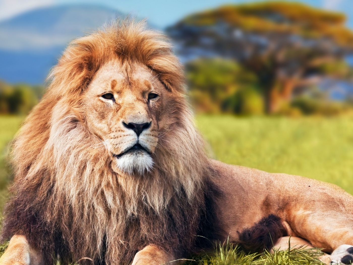 Большой лев  с пышной гривой в Саванне