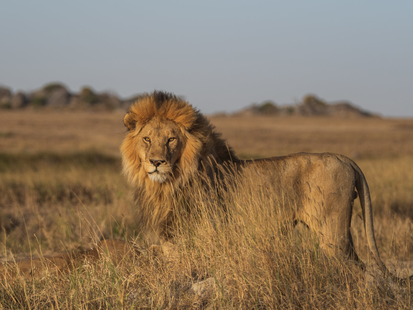 Большой лев в саванне в лучах солнца