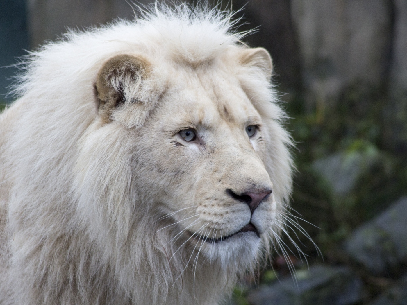 Большой белый голубоглазый лев
