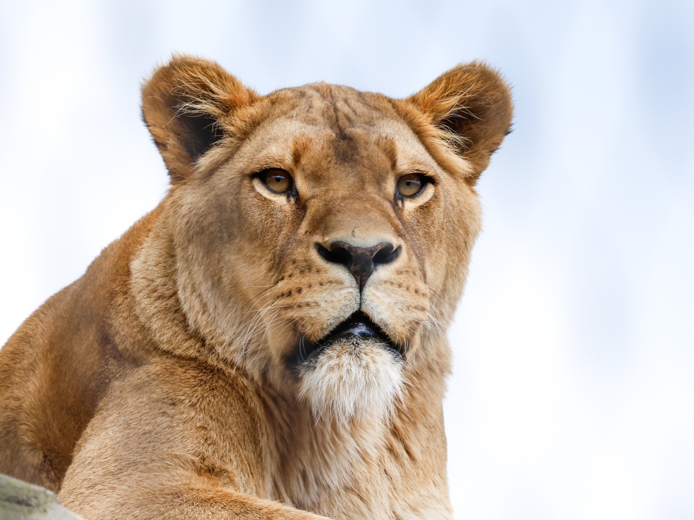 Большая львица на фоне голубого неба