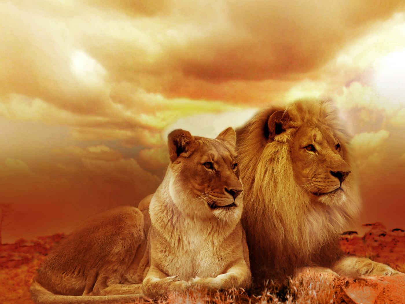 Лев и львица на фоне красивого неба в Африке