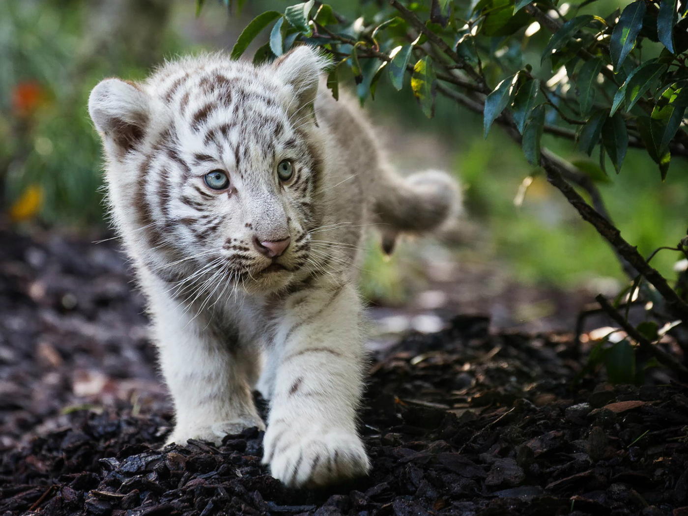 Маленький полосатый белый тигренок 