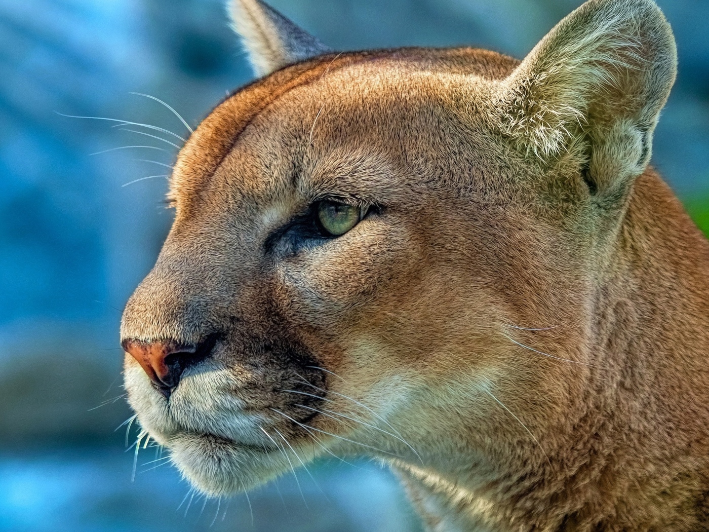 Морда зеленоглазой пумы крупным планом