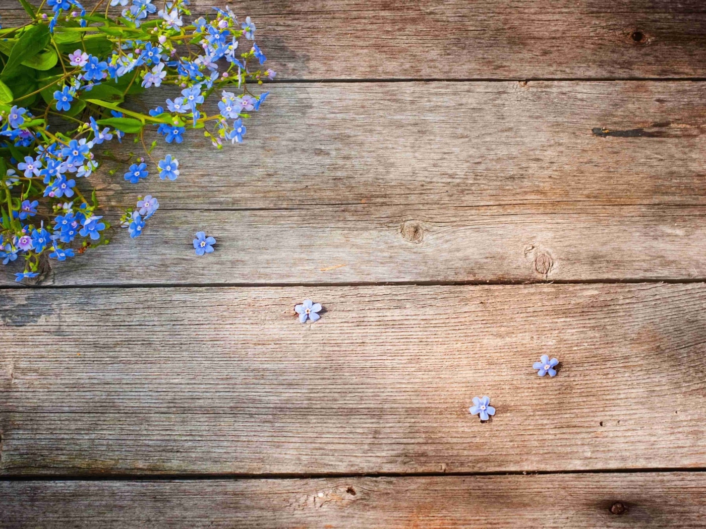 Голубые цветы незабудки на деревянном фоне