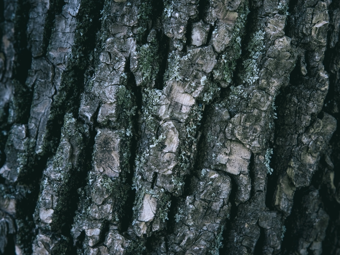 Старая кора дерева для фона