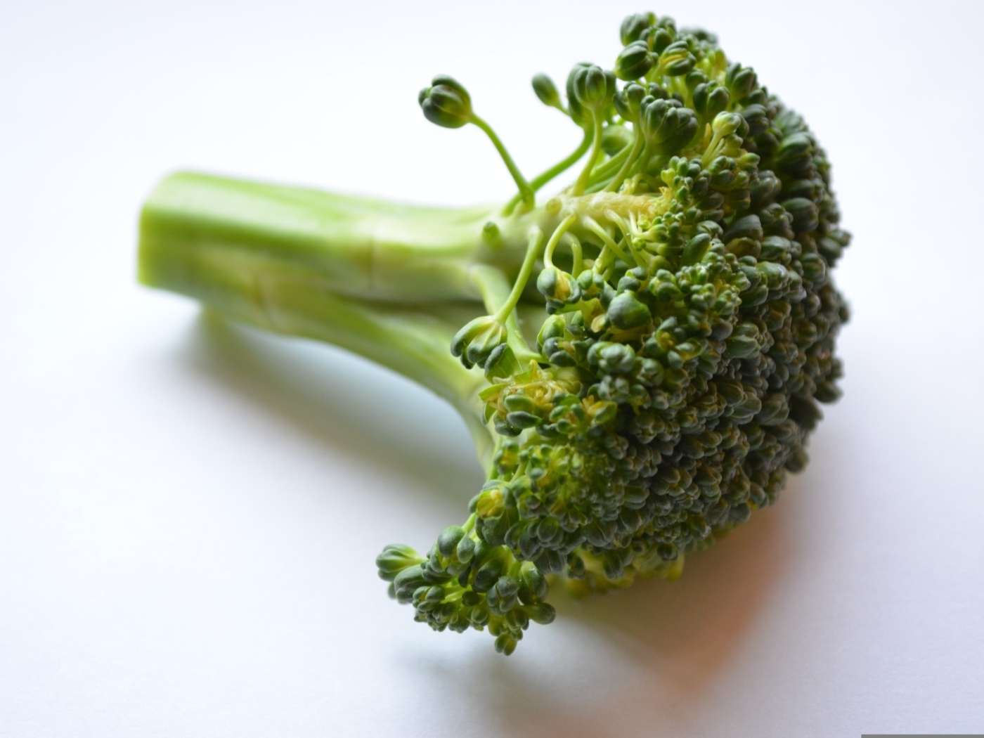 Свежее зеленое брокколи на сером фоне