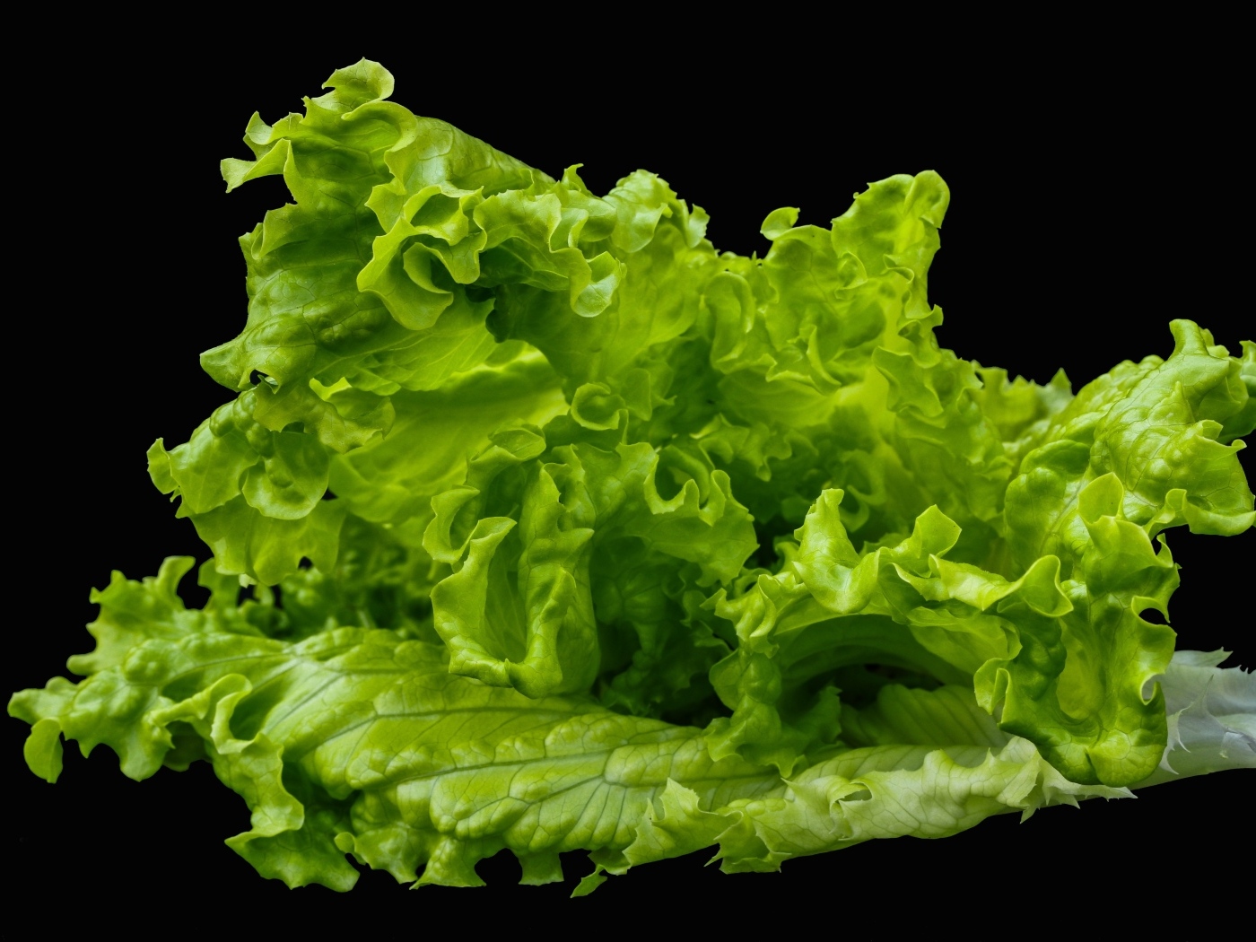 Зеленые листья салата на черном фоне крупным планом