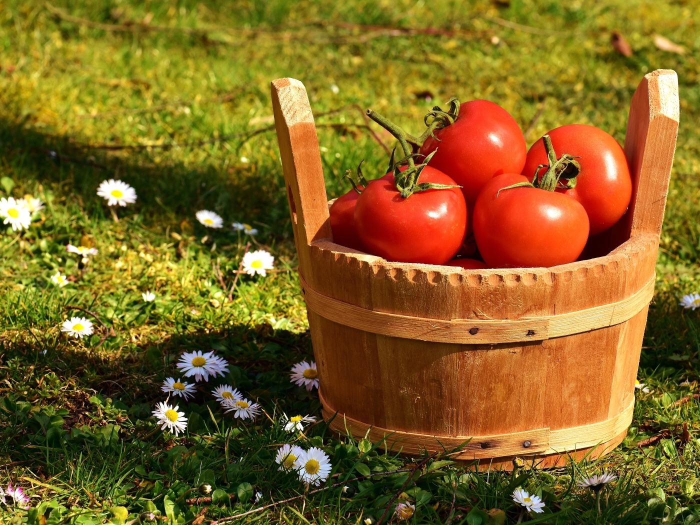 Деревянное ведро с красными помидорами на траве