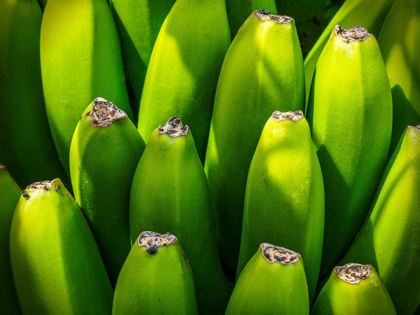 Зеленые бананы крупным планом