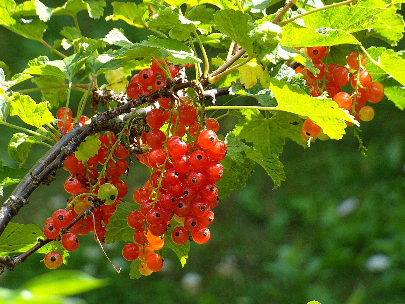 Красная спелая смородина на кусту