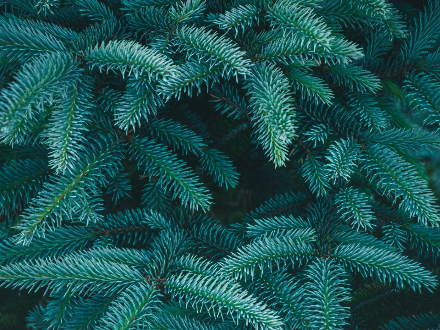 Зеленые колючие ветки ели крупным планом