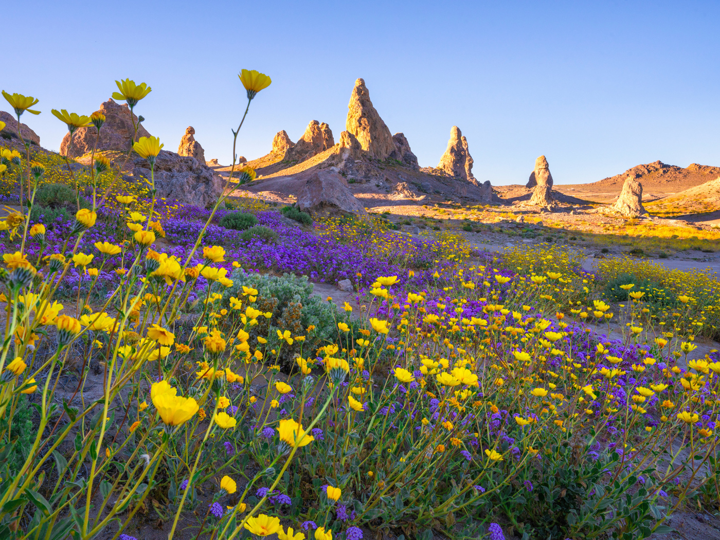 Много цветов на поляне в горах