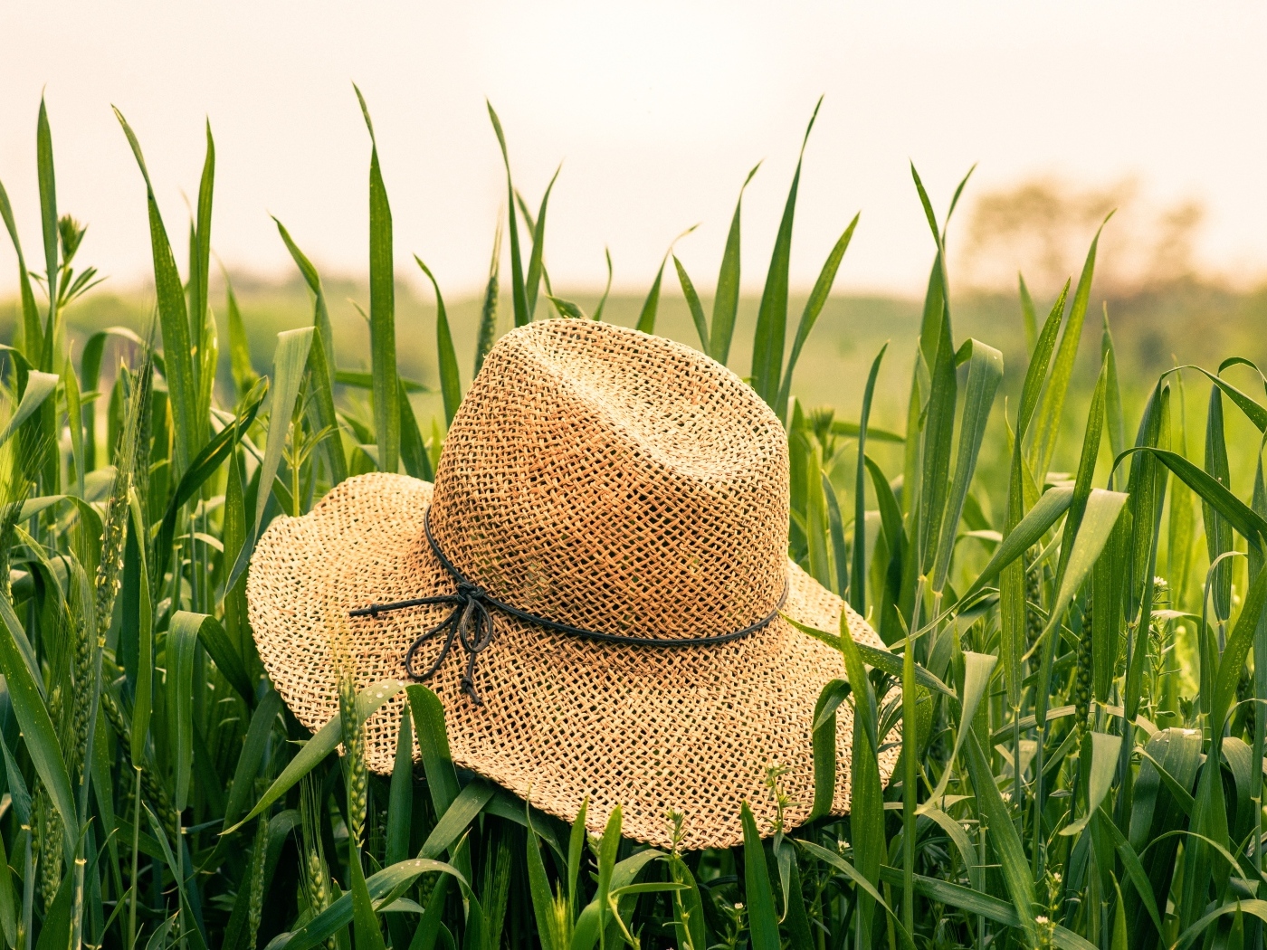 Соломенная шляпа на поле с зелеными колосьями пшеницы