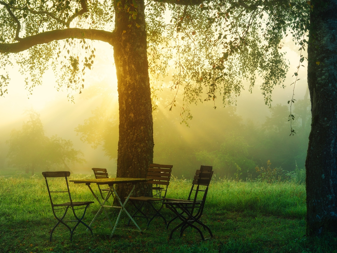 Стол и стулья у дерева в саду на рассвете 