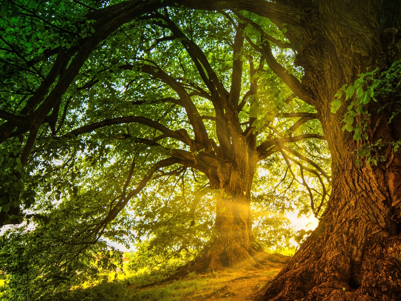 Солнечные лучи пробиваются сквозь большое ветвистое дерево