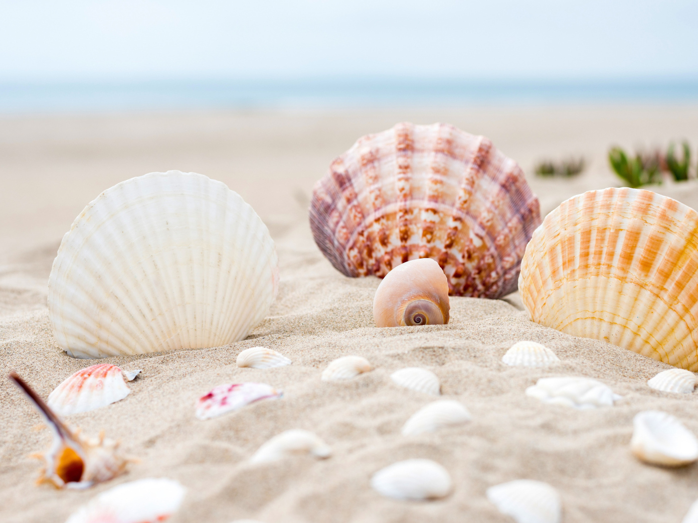 Ракушки на горячем песке у моря
