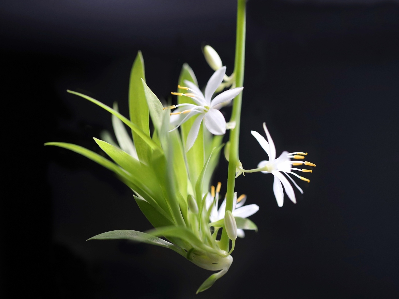 Отросток белого комнатного цветка хлорофитум