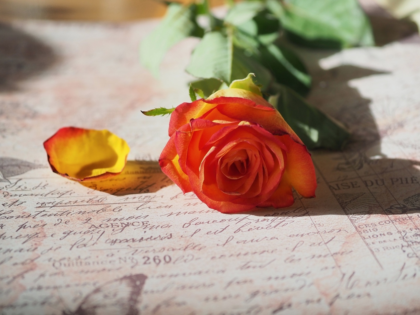 Оранжевая роза лежит на тетради