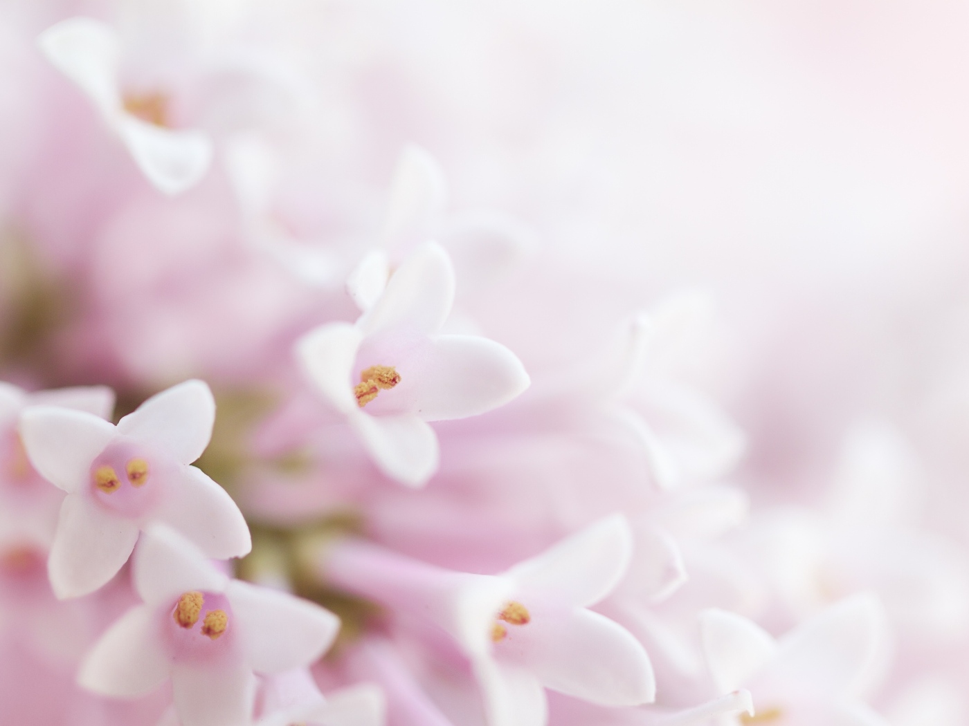 Фон с нежными розовыми цветами сирени